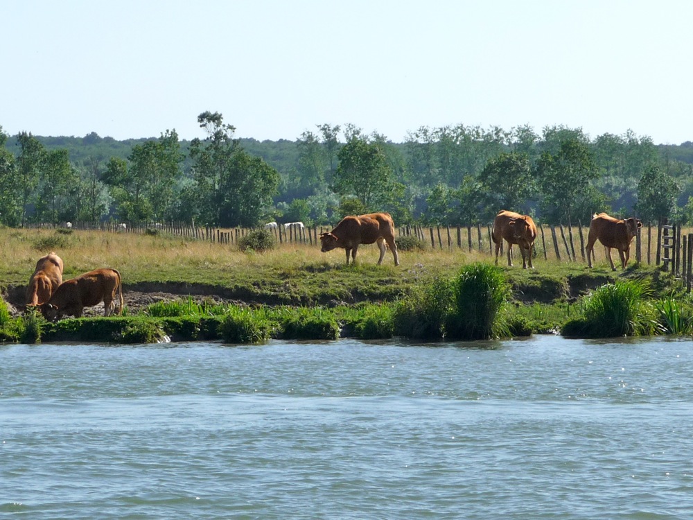 vaches-rives-charente.jpg vaches-rives-charente.jpg