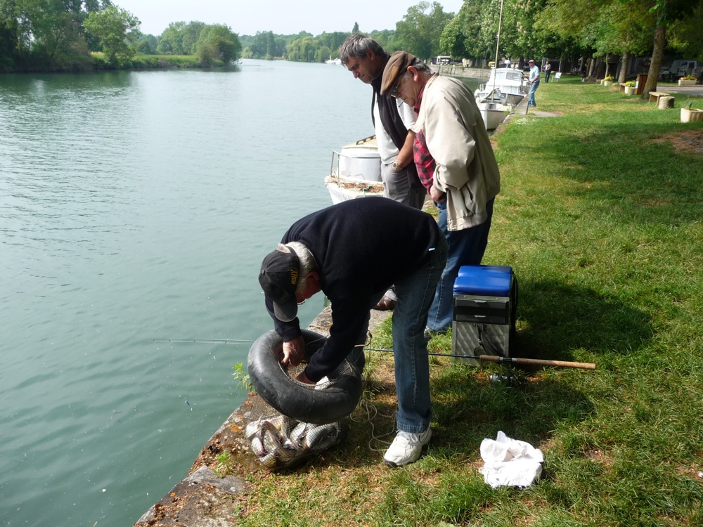 pecheurs-aloses-taillebourg4.jpg