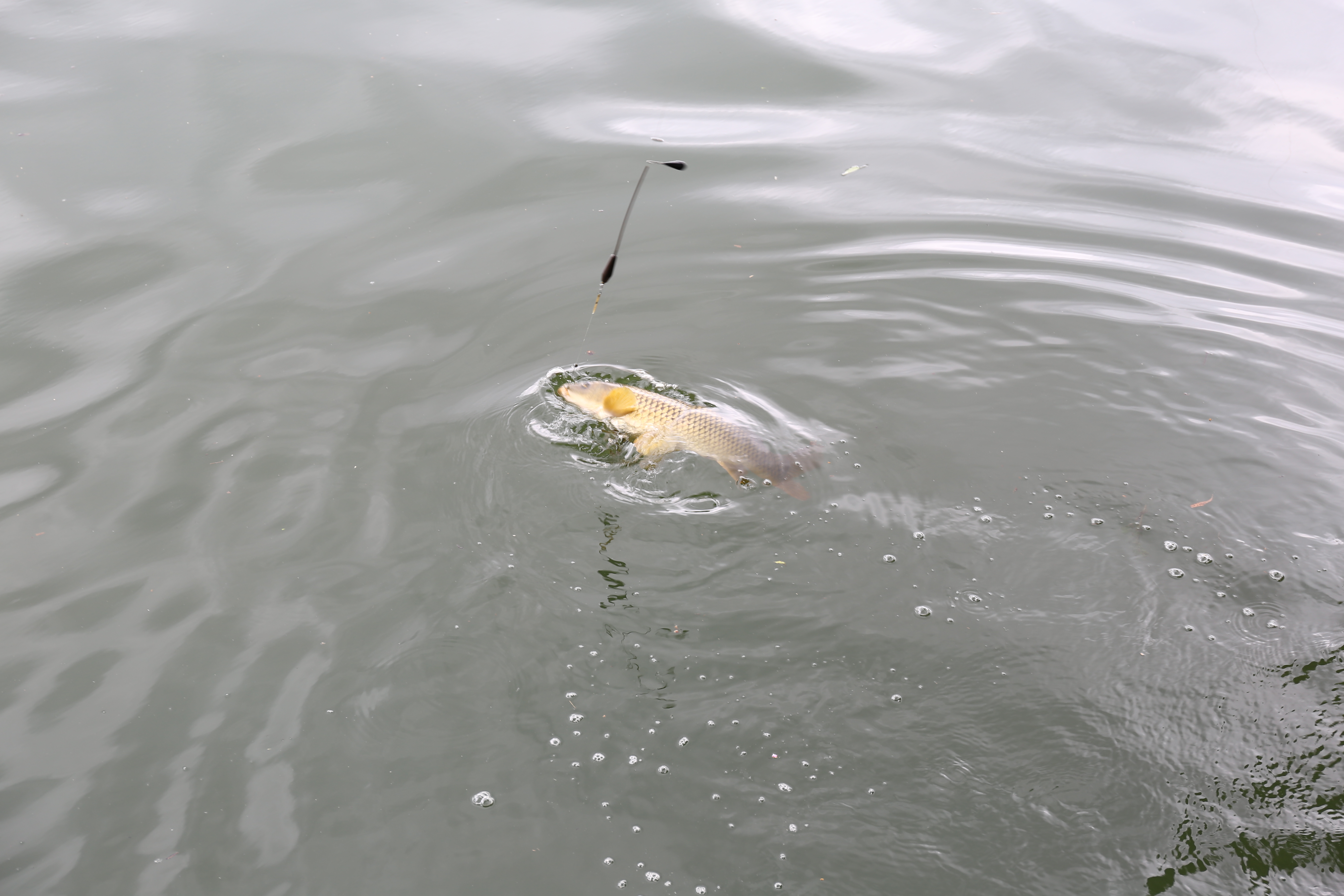 IMG_2545.jpeg IMG_2545.jpeg